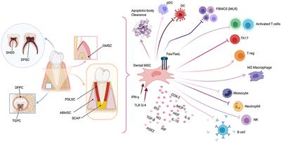 Immunomodulating Profile of Dental Mesenchymal Stromal Cells: A Comprehensive Overview